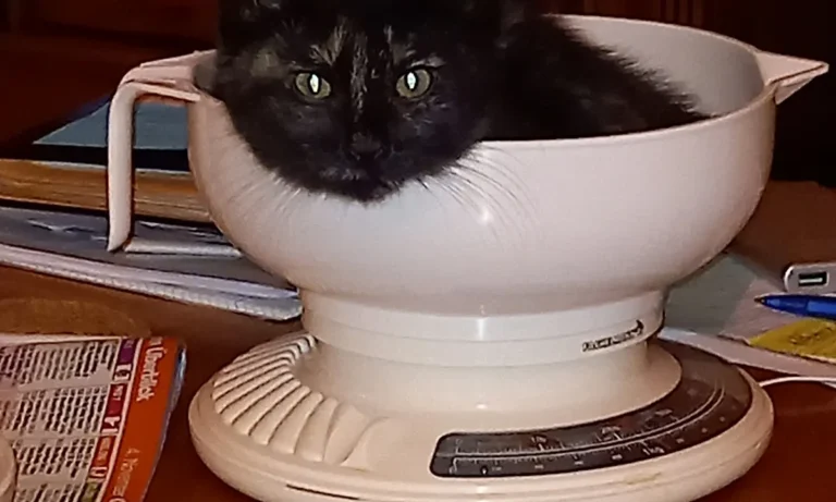 Tierarztpraxis im Steintor