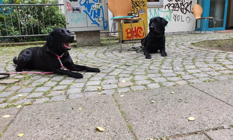 Tierarztpraxis im Steintor