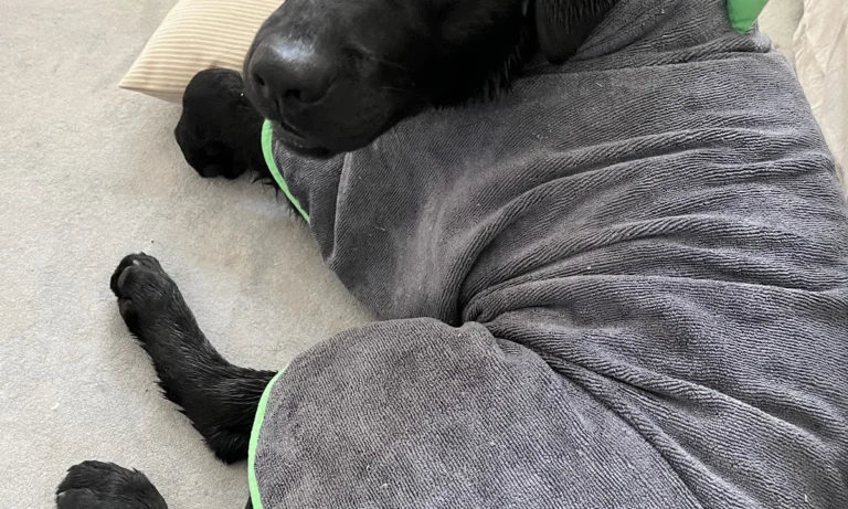 Tierarztpraxis im Steintor