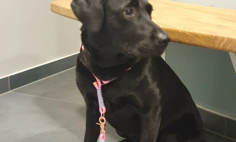 Tierarztpraxis im Steintor