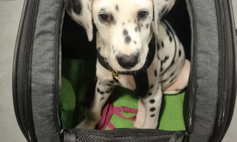 Tierarztpraxis im Steintor