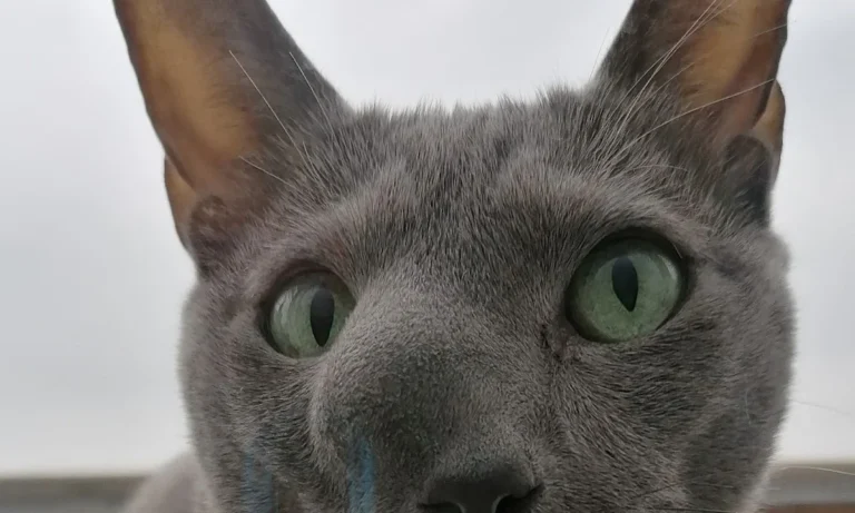 Tierarztpraxis in der Ruhrau / Frank Höfel