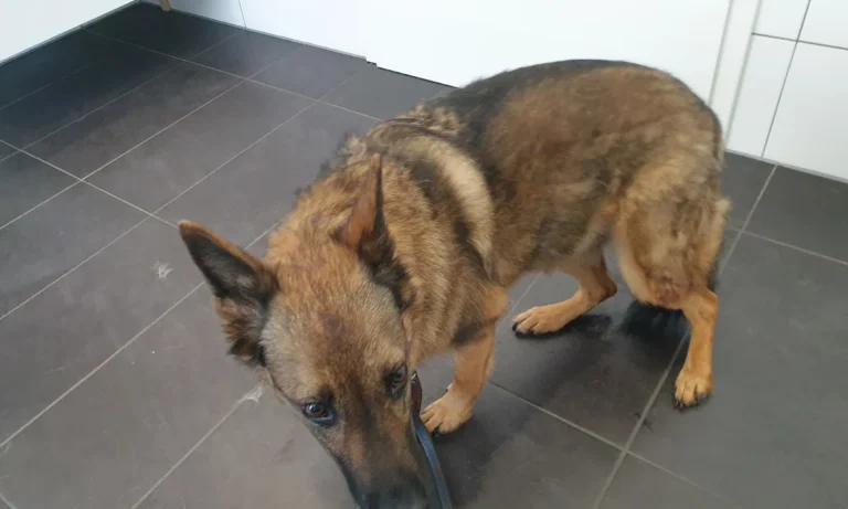 Tierarztpraxis in der Ruhrau / Frank Höfel