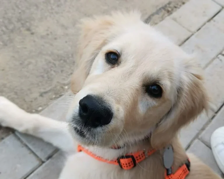 Tierarztpraxis in der Ruhrau / Frank Höfel