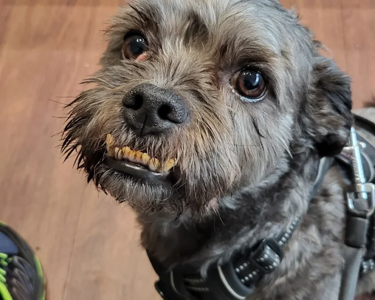 Tierarztpraxis in der Ruhrau / Frank Höfel