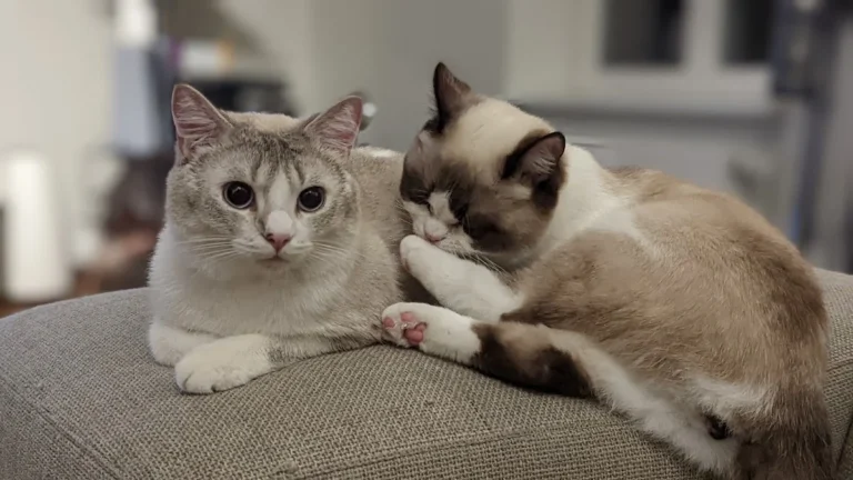 Tierarztpraxis Itkina