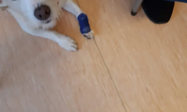 Tierarztpraxis Itkina