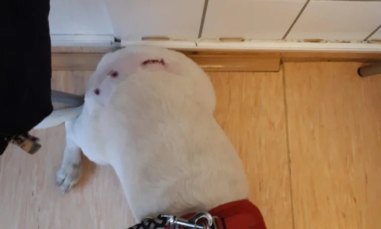 Tierarztpraxis Itkina