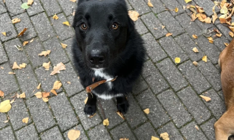 Tierarztpraxis Itkina