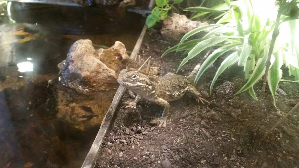 Tierarzt Tierarztpraxis Itkina Gelsenkirchen