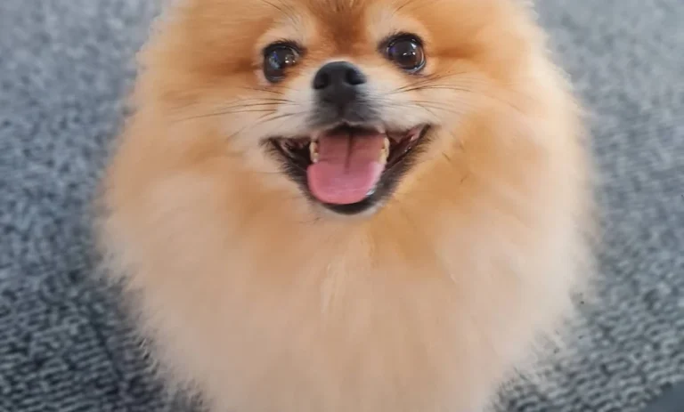 Tierarztpraxis Jonas in Misburg