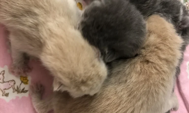 Tierarztpraxis Jonas in Misburg