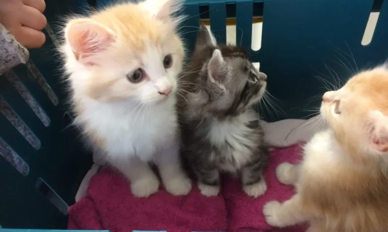 Tierarztpraxis Jonas in Misburg