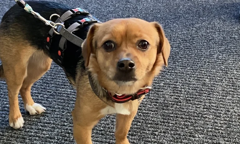 Tierarztpraxis Jonas in Misburg