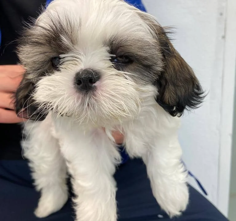 Tierarztpraxis Jonas in Misburg