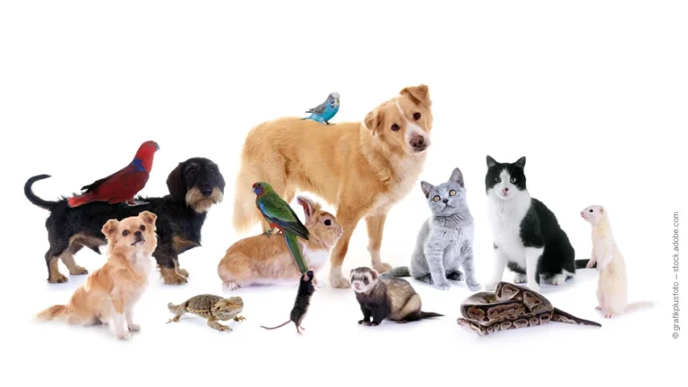 Tierarztpraxis Julia Rottler