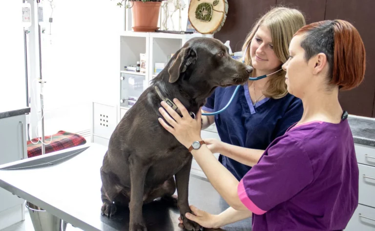 Tierarztpraxis Julia Rottler