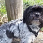 Tierarztpraxis Kaltenbrunn