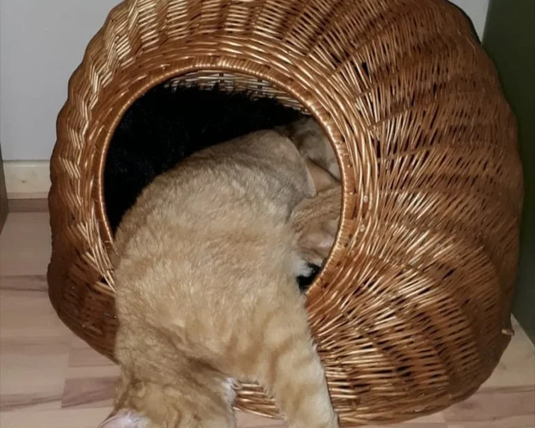 Tierarztpraxis Kaltenbrunn