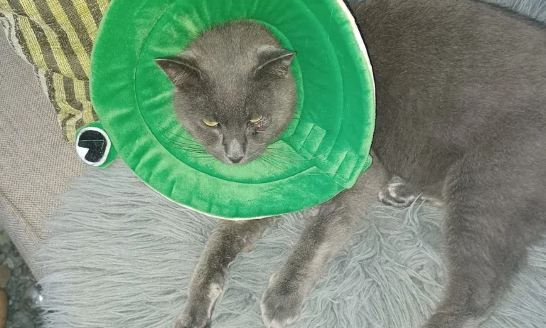 Tierarztpraxis Kaltenbrunn