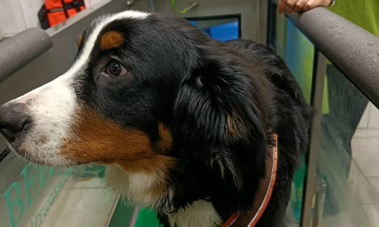 Tierarztpraxis Kaltenbrunn