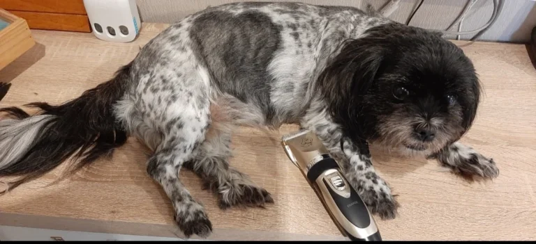 Tierarztpraxis Kaltenbrunn