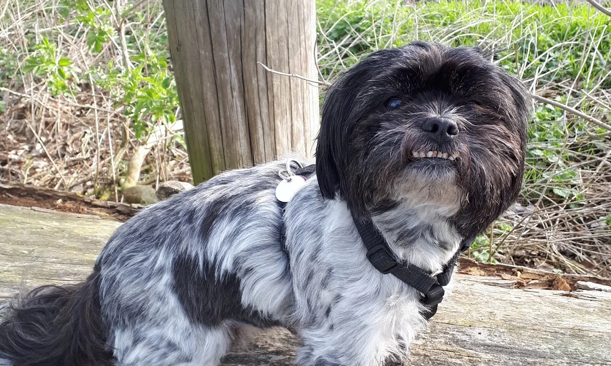 Tierarzt Tierarztpraxis Kaltenbrunn Wolfsburg