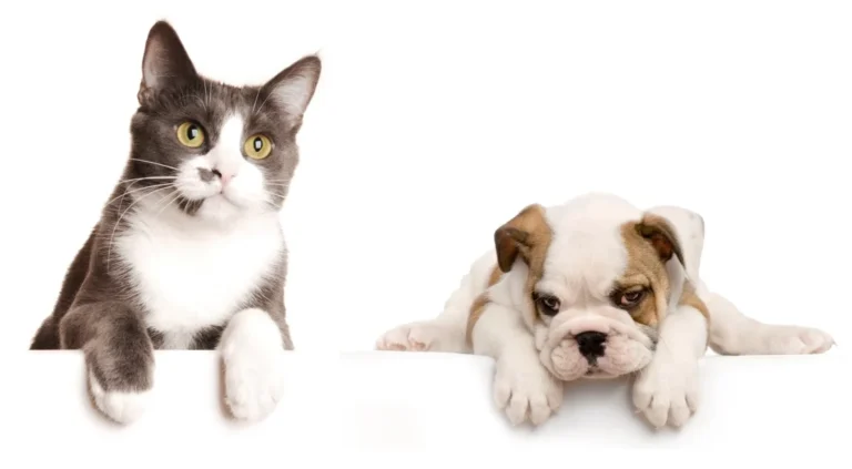 Tierarztpraxis Kirchtrudering