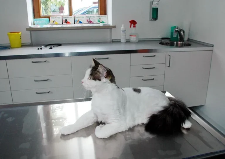 Tierarztpraxis Kirchtrudering