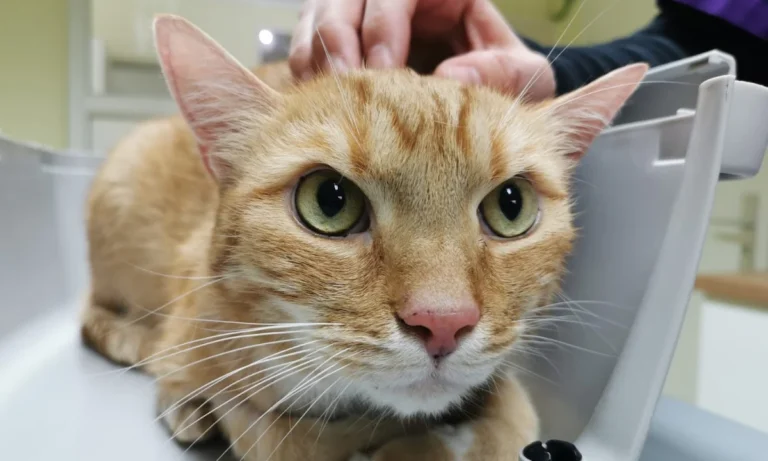 Tierarztpraxis Kolonnadenviertel