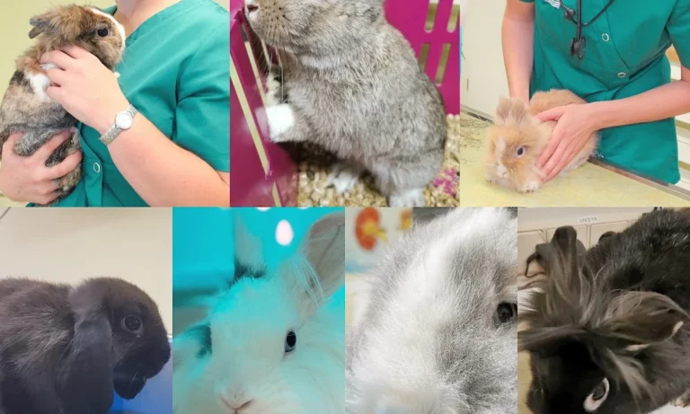 Tierarztpraxis Kolonnadenviertel