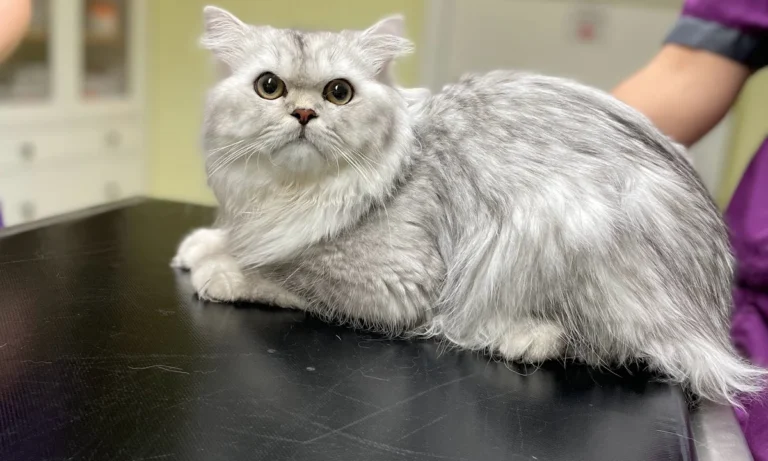 Tierarztpraxis Kolonnadenviertel