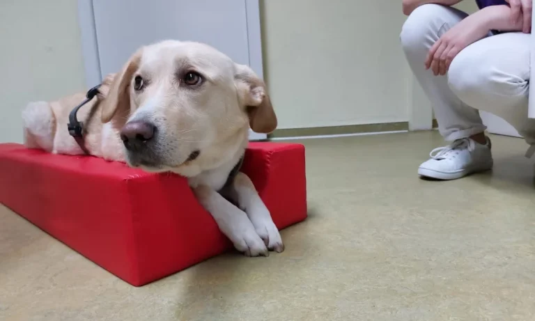 Tierarztpraxis Kolonnadenviertel