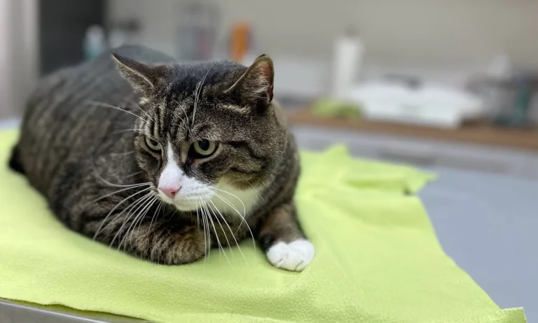 Tierarztpraxis Kolonnadenviertel