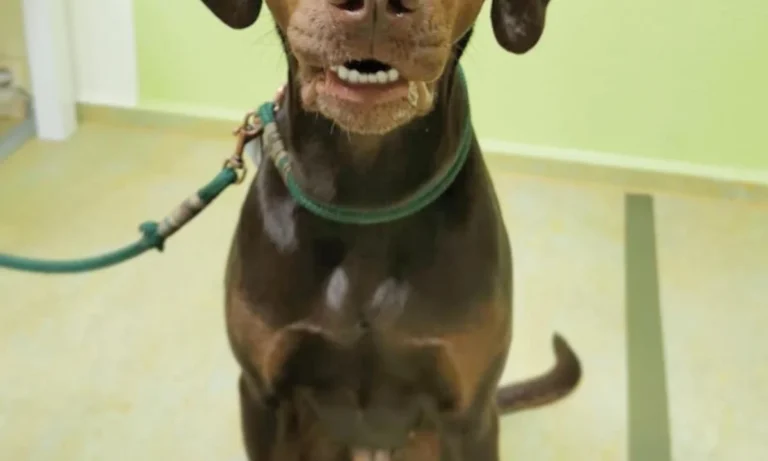 Tierarztpraxis Kolonnadenviertel