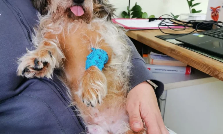 Tierarztpraxis Kolonnadenviertel