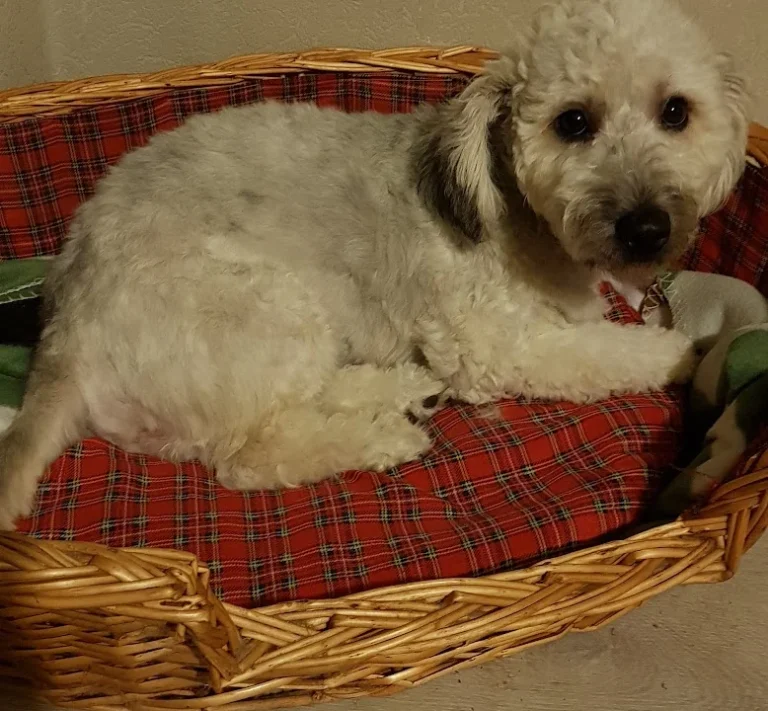 Tierarztpraxis Korek