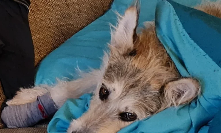 Tierarztpraxis Korek