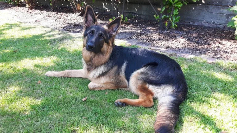 Tierarztpraxis Korek