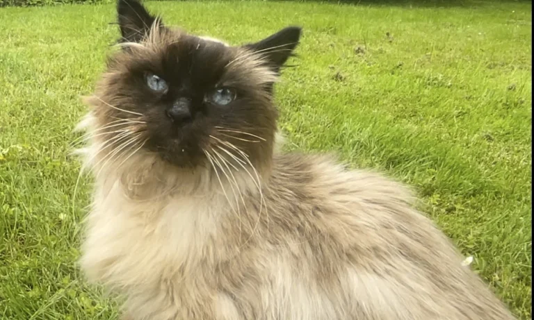 Tierarztpraxis Korek