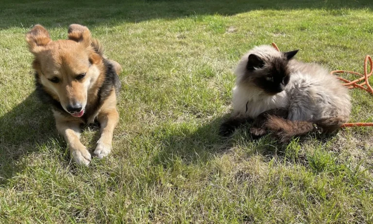 Tierarztpraxis Korek