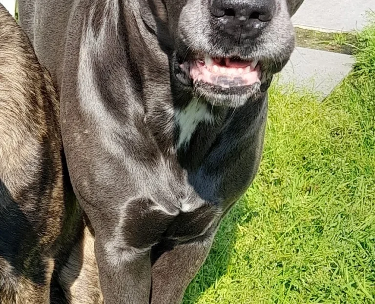 Tierarztpraxis Korek