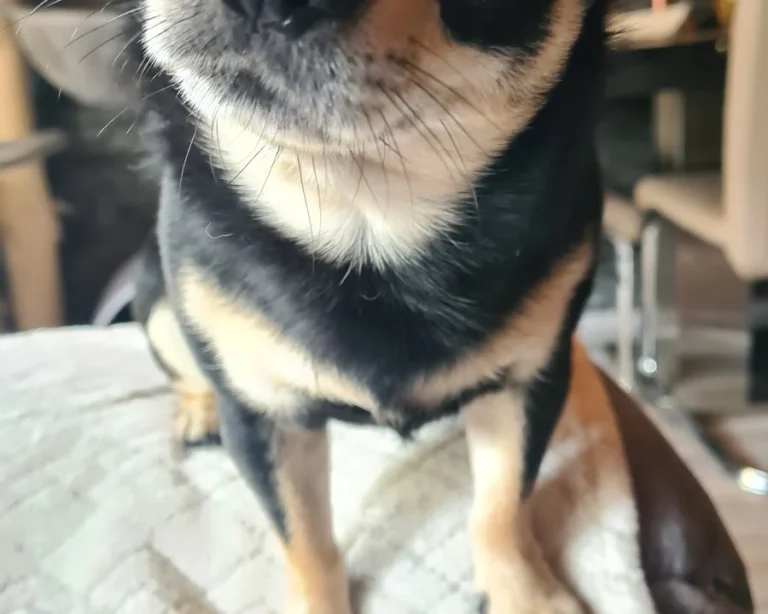 Tierarztpraxis Küppenbender