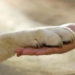 Tierarztpraxis Langebrück - Dr. med. vet. Mathias Ehrlich