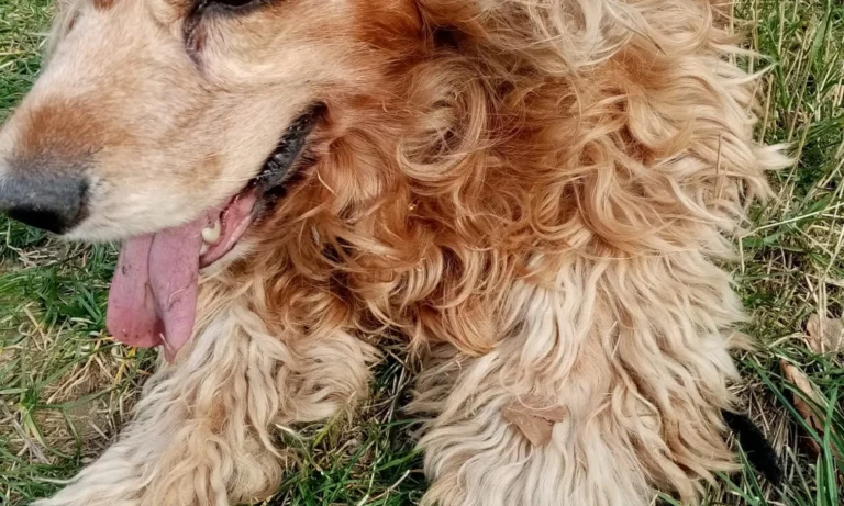 Tierarztpraxis Langebrück - Dr. med. vet. Mathias Ehrlich