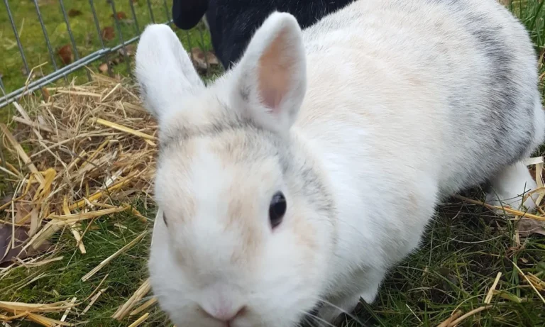 Tierarztpraxis Langebrück - Dr. med. vet. Mathias Ehrlich