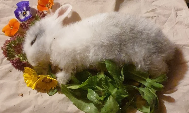 Tierarztpraxis Langebrück - Dr. med. vet. Mathias Ehrlich