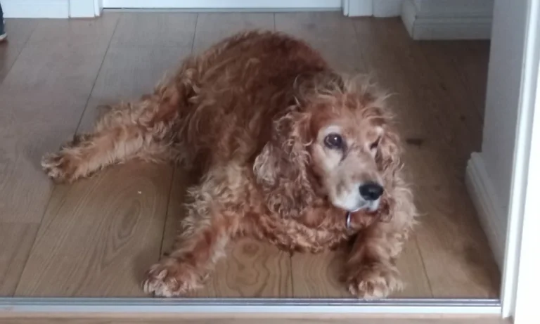 Tierarztpraxis Langebrück - Dr. med. vet. Mathias Ehrlich