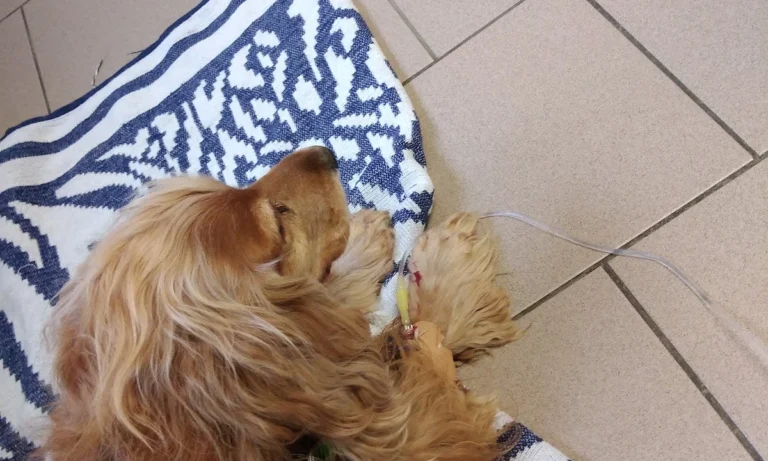 Tierarztpraxis Langebrück - Dr. med. vet. Mathias Ehrlich