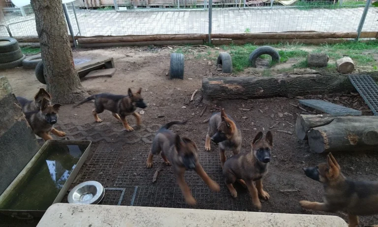 Tierarztpraxis Langebrück - Dr. med. vet. Mathias Ehrlich